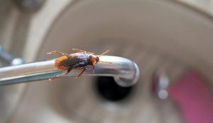 Pest Infestations and Contaminated Food